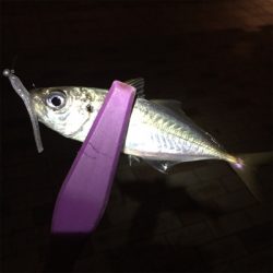 安治川アジング