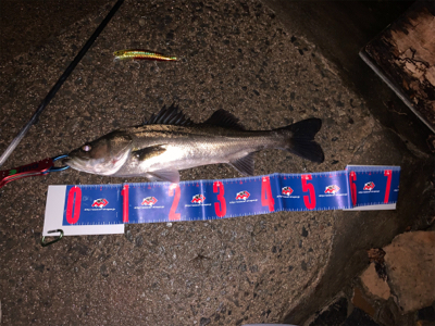 ウェイクベイト大活躍