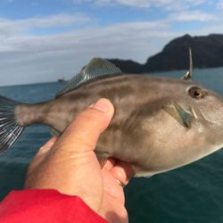 マイボートで久しぶりにハゲ釣り。