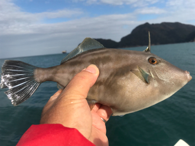 マイボートで久しぶりにハゲ釣り。