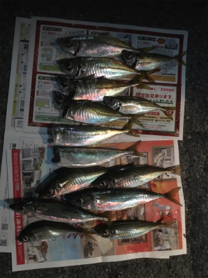 やっと良型釣れた