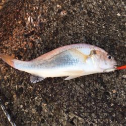 粘りのサゴシ^ ^