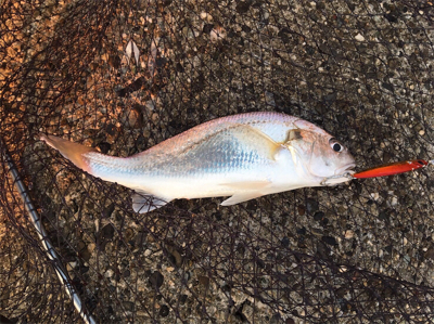 粘りのサゴシ^ ^