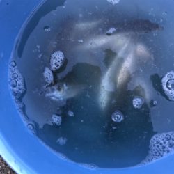 アジが釣れました