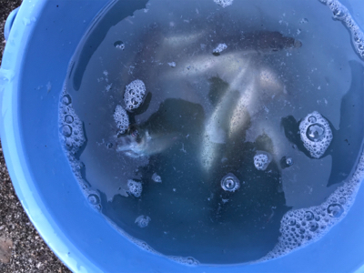 アジが釣れました