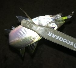 ナイトアジング