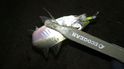 ナイトアジング