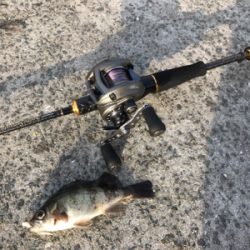 姫路でケンサキイカ300g!!