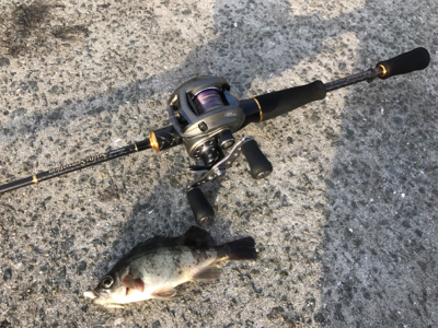 姫路でケンサキイカ300g！！