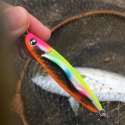 ハマチまだまだ