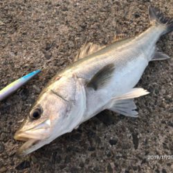 サラシパターン