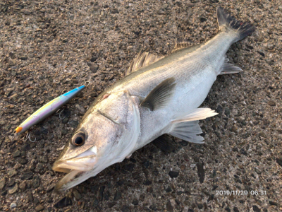 サラシパターン