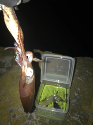 潮が動かないとヒイカも釣れないσ(^_^;)