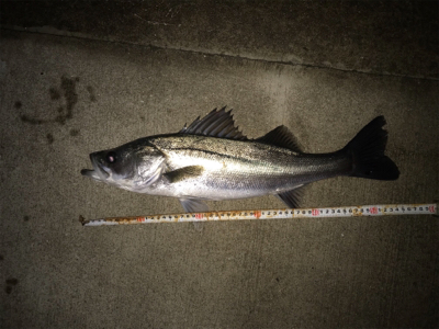 まだまだいける!