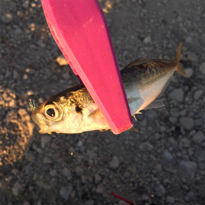 イケア裏でプラッギング F4タチウオ爆釣！