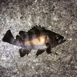 アジ、メバル、ガシラ