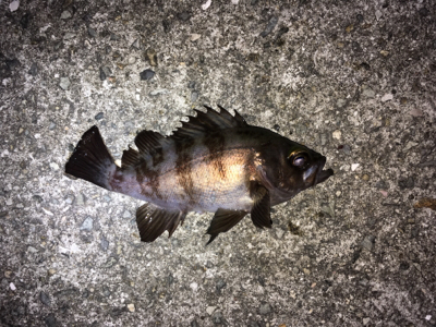 アジ、メバル、ガシラ