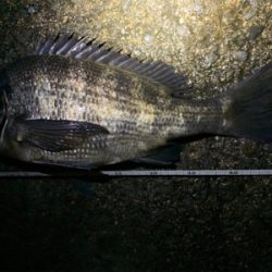 サビキでミラクル