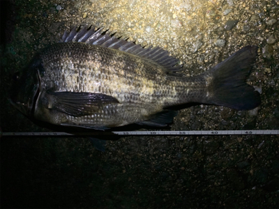 サビキでミラクル