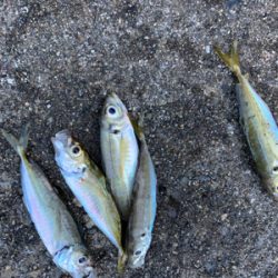 アジ！ガシラ！