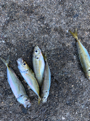 アジ！ガシラ！