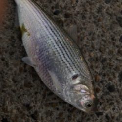 コノシロパターン!?