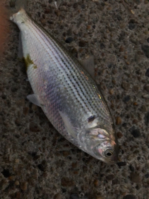 コノシロパターン!?