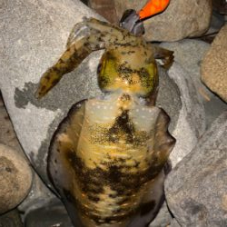 夕まづめエギング