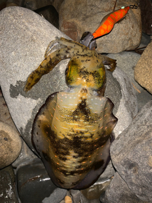 夕まづめエギング