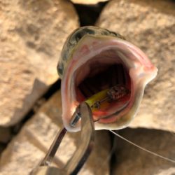 トップウォーター