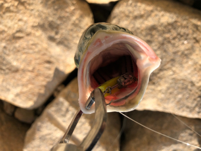 トップウォーター