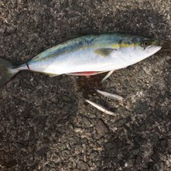 ショアジギング