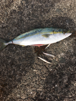 ショアジギング