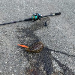 エギング!コウイカ狙いin鳴門 亀浦観光港