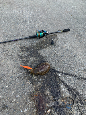 エギング!コウイカ狙いin鳴門 亀浦観光港