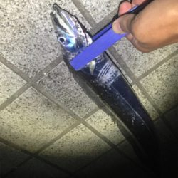 ハマチ 不発　タチウオ好調