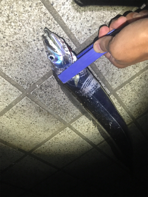 ハマチ 不発　タチウオ好調