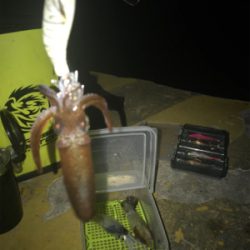 厳しいヒイカ釣り(＞＜)