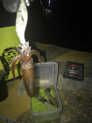 厳しいヒイカ釣り(＞＜)