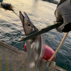 朝の時合い狙い