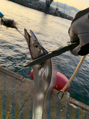 朝の時合い狙い