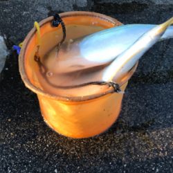 時期外れの青物祭り