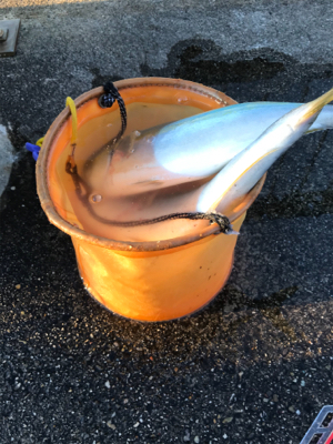 時期外れの青物祭り