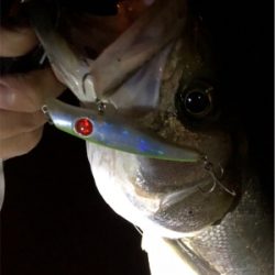 シーバス好活性！