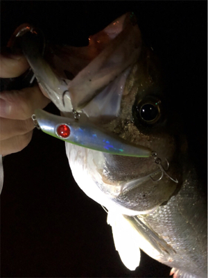 シーバス好活性！