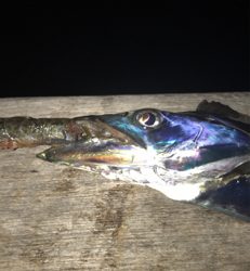 ボチボチです。