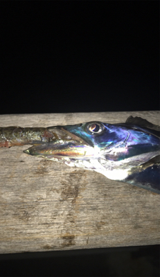 ボチボチです。