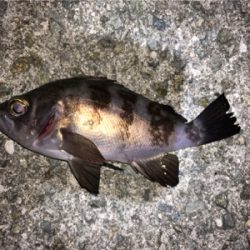 ナイトゲーム・メバリング