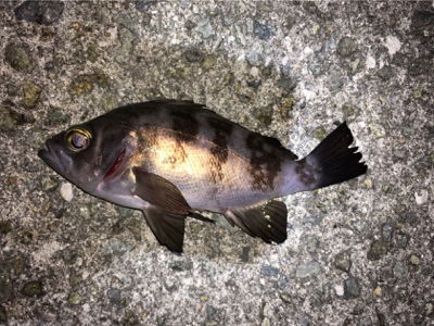 ナイトゲーム・メバリング