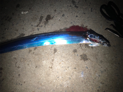 たまには大阪エリアで…。